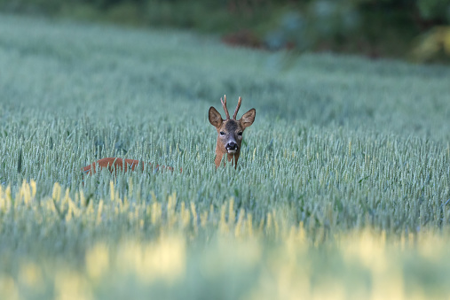 Strong roebuck standing in a cereal field.