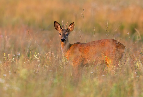 Young roebuck standing in a meadow in the last sunlight.