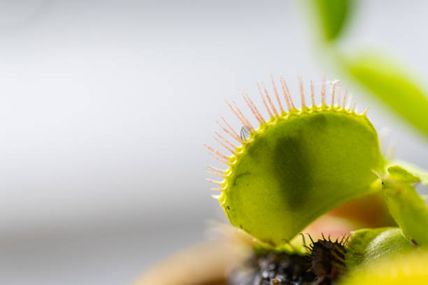 venus  flytrap (dionaea muscipula) in a vase in the summer sunshine with a captured fly
