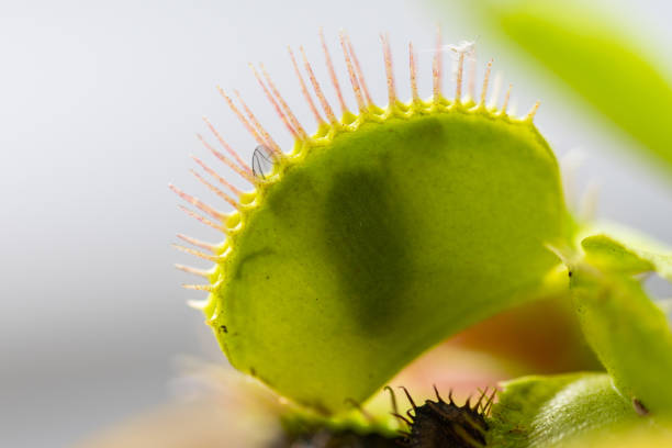 istock venus flytrap (dionaea  muscipula) in a vase in the summer sunshine with a captured fly 1249224317
