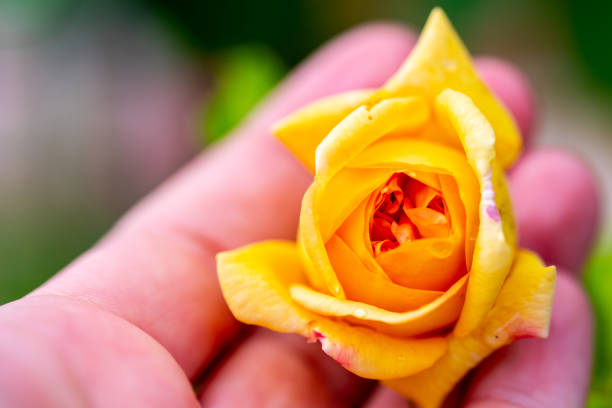 yellow rose on black background
