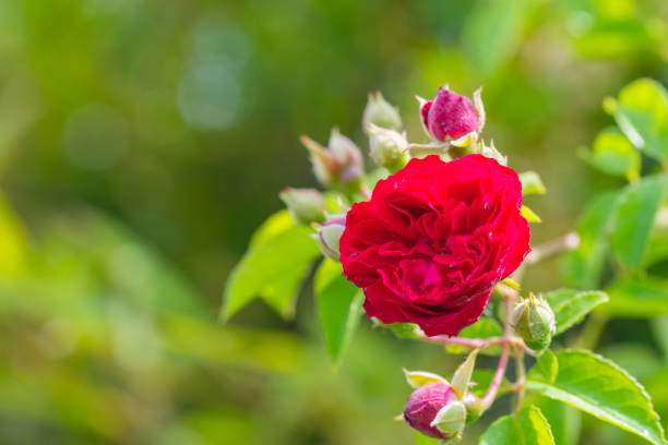 red  glowing roses (rosales) in bright sunshine