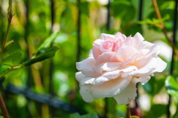 white  glowing roses (rosales) in bright sunshine