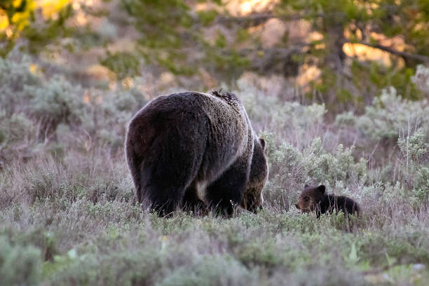 istock Grizzly bear foraging for food 1249226844