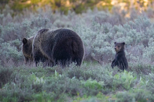 istock Grizzly bear foraging for food 1249227036