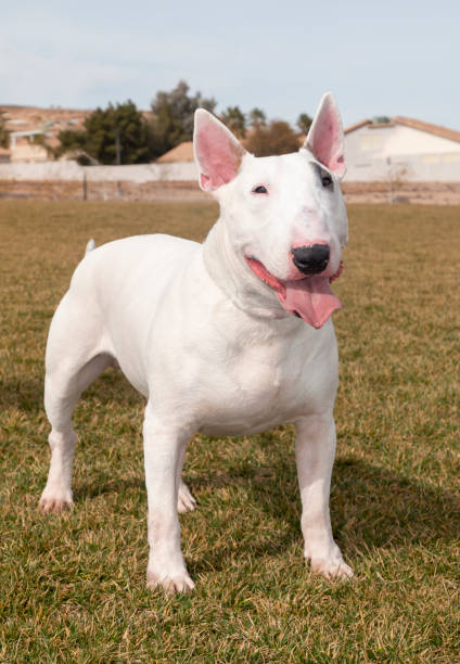 istock White brindle bull terrier posing at the park 1249227811