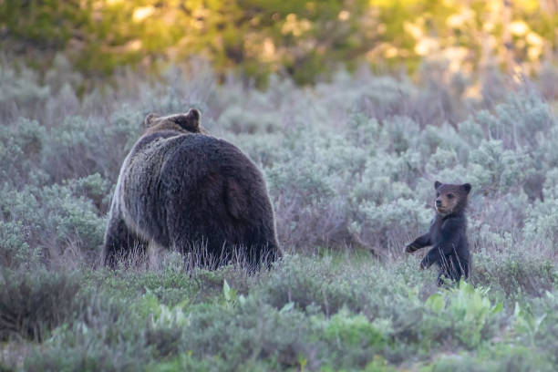 istock Grizzly bear foraging for food 1249227906