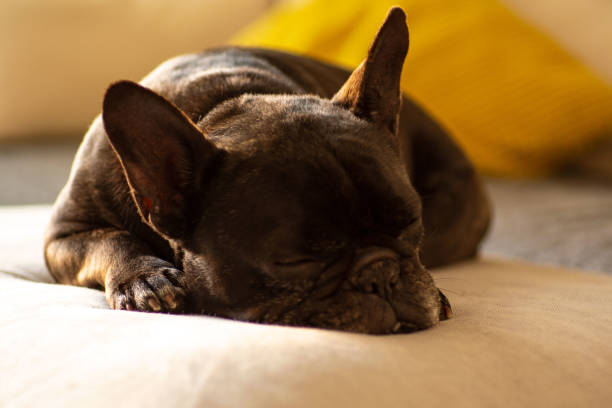 istock French bulldog sleeping 1249227916