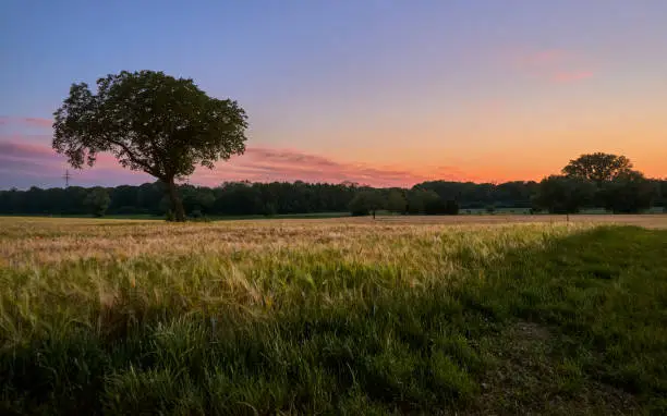 Panoramic countryside landscape in front of blue sky and beautiful sunset. Lonely tree in wheat field in the foreground, forest in the background. Rural, agricultural area in Rastatt, Germany.