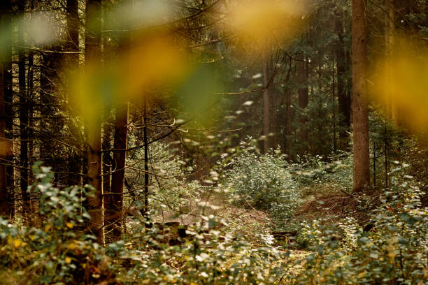 istock Beautiful dark forest scenery in late summer 1249228080