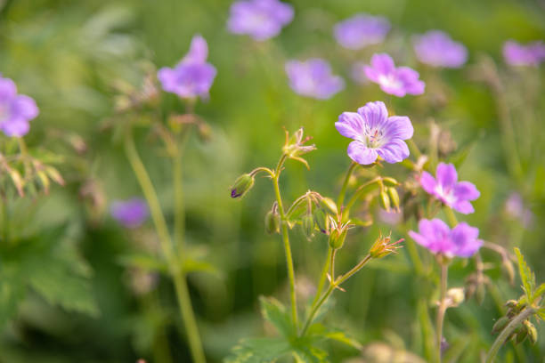 istock Geranium sylvaticum or woodland geranium flowers 1249228192