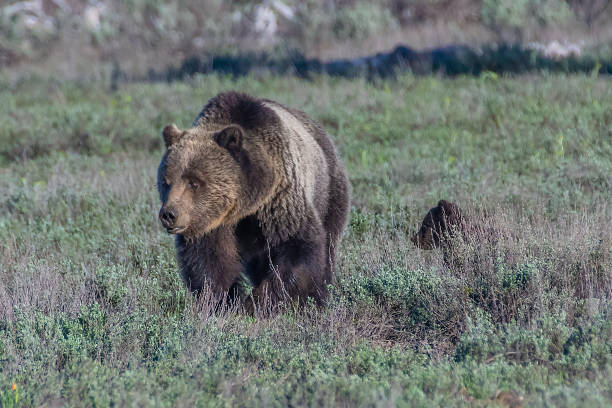 istock Grizzly bear foraging for food 1249229427
