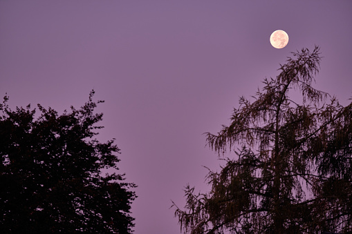 The moon on a clear morning sky during dawn above the silhouettes of two trees in October in Germany