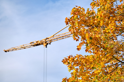 Beautiful maple tree in yellow autumn colors in front of blue sky and a crane at a construction site in October in Germany
