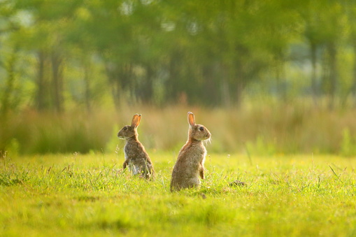 Two rabbits on the meadow in Seaton Wetlands Nature Reserve, Devon