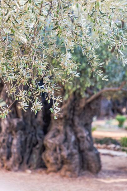 vieux oliviers dans le jardin de gethsemane. jérusalem - garden of gethsemane photos et images de collection