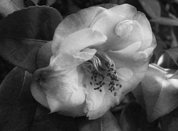 istock Black and white gardina flower 1249232085
