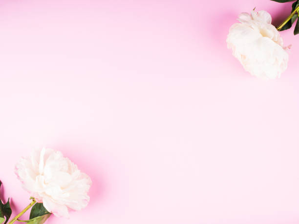 istock White peony on pink background. Flat lay 1249232463