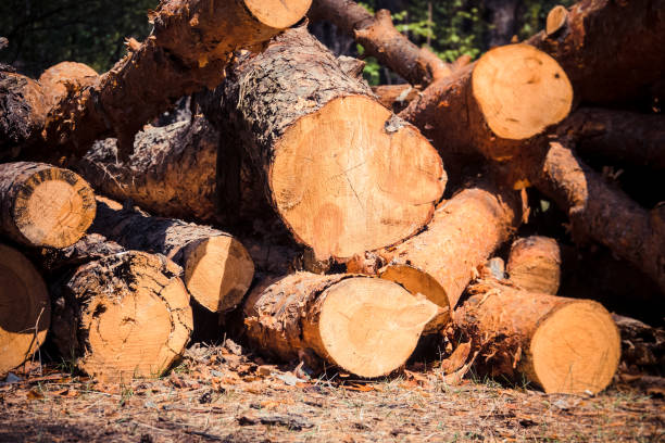 istock Sawn logs of coniferous trees 1249233373