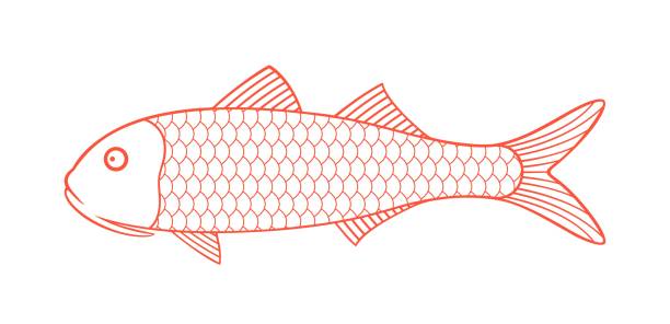 czerwony zarys barwena. izolowana cefal na białym tle - fish sea life sea animals hunting stock illustrations