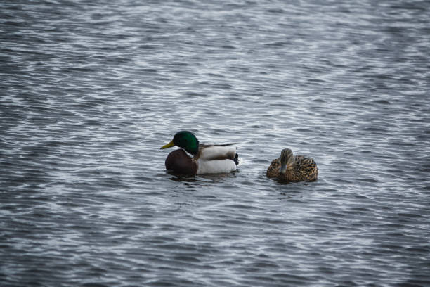 istock Two wild ducks swim in the water 1249233680