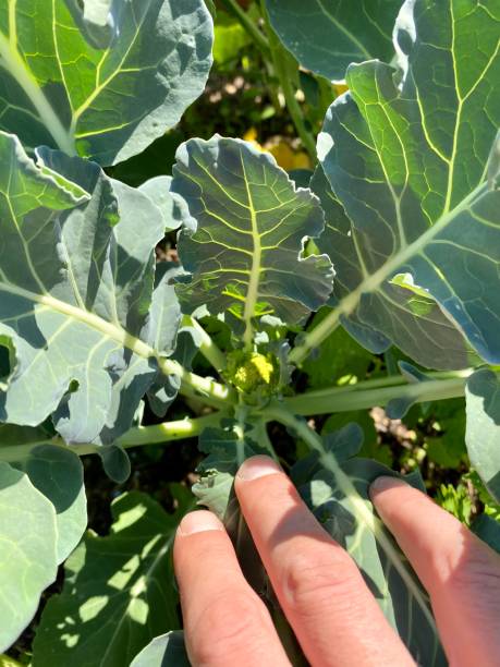 istock Harvesting homegrown vegetables 1249234944