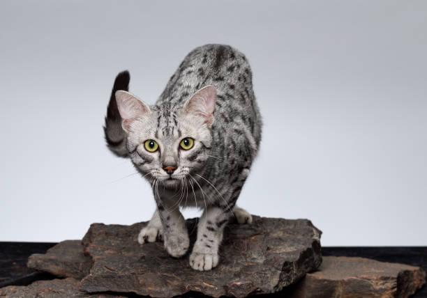 Stalking Egyptian Mau Cat