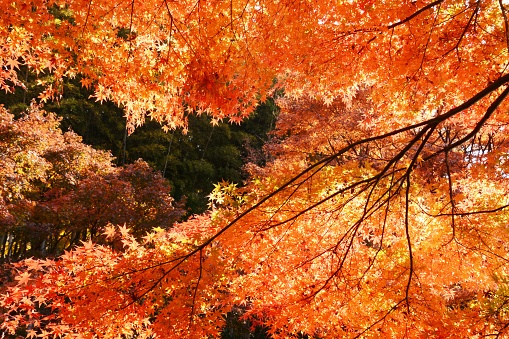 Fall foliage in a nature park in late autumn in Japan.