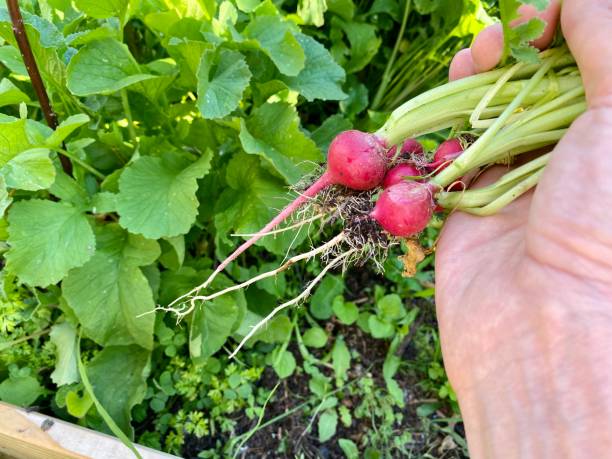istock Harvesting homegrown radish 1249235043