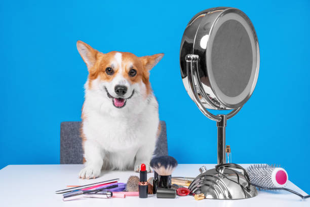 cute dog welsh corgi pembroke sits at a table with a large cosmetic mirror and makeup, overlooks the unpacking of product on a blue background. care and grooming. - lipstick make up cosmetics grooming product imagens e fotografias de stock