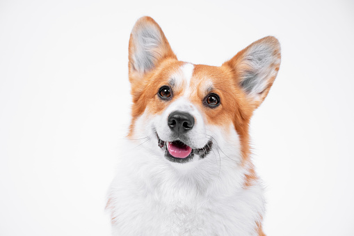 portrait obedient dog (puppy) breed welsh corgi pembroke smiling with tongue on a white background.