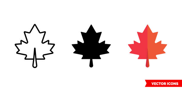 illustrations, cliparts, dessins animés et icônes de icône feuille d’érable de 3 types. symbole de signe vectoriel isolé - canadian culture leaf symbol nature