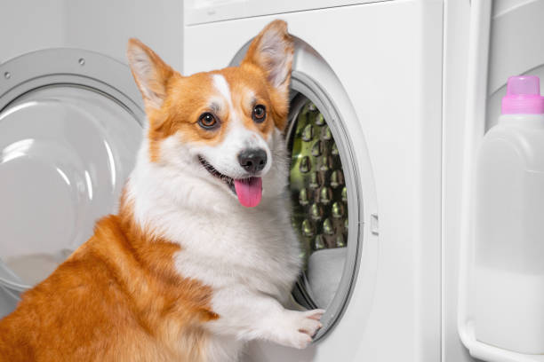 犬のウェールズのコーギーペンブローク洗濯機に服を置く、かわいい笑顔。家事のランドリーとドライクリーニングを手伝います。 - drum kit ストックフォトと画像