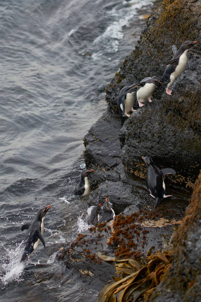 istock Rockhopper Penguins coming ashore 1249238387