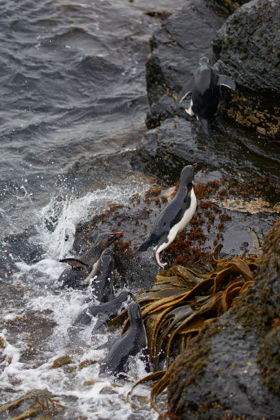 istock Rockhopper Penguins coming ashore 1249238458