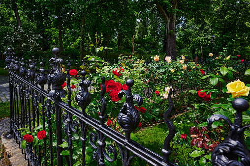 View over an old cast iron fence to roses in a garden.