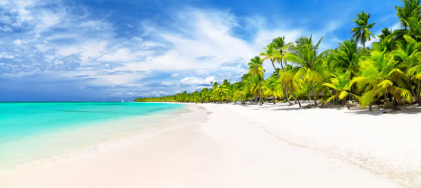 istock Coconut Palm trees on white sandy beach in Caribbean sea. 1249240472