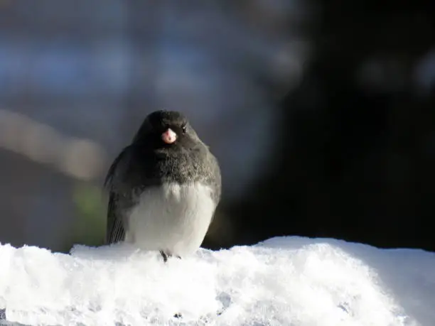 Close-up of a black eyed junco bird sitting in the white snow