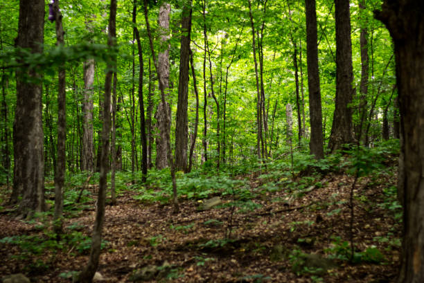 istock forest undergrowth in the morning of spring 1249240606