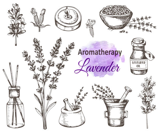 빈티지 손으로 그린 라벤더 꽃 - lavender dried plant lavender coloured bunch stock illustrations
