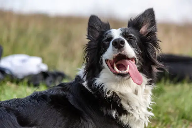 Photo of A black and white border collie dog lies in a green field in the heat, sticking out his tongue and squinting his eyes. Horizontal orientation