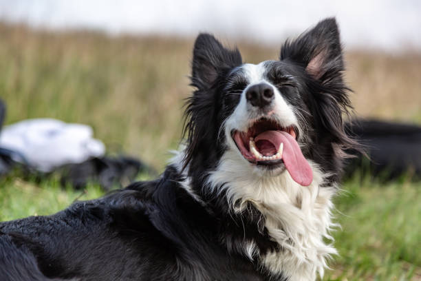 черно-белая пограничная колли-собака лежит в зеленом поле в жару, высовывает язык и щурется глазами. горизонтальная ориентация - pets happiness white black стоковые фото и изображения