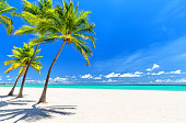 Coconut Palm trees on white sandy beach in Caribbean sea.