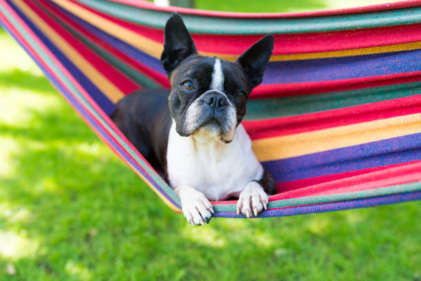 istock young sweet boston terrier relaxing on a hammock 1249241655
