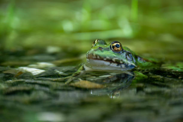istock Green frog and its reflection in the pond 1249241789