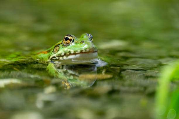 istock Green frog and its reflection in the pond 1249241793