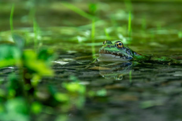 istock Green frog and its reflection in the pond 1249242428