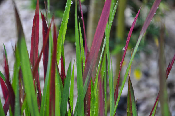 istock Ornamental grass Imperata Red Baron 1249242682