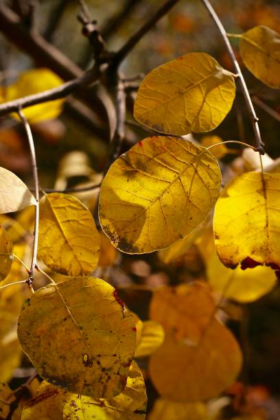 istock Autumn leaves turning golden 1249242831