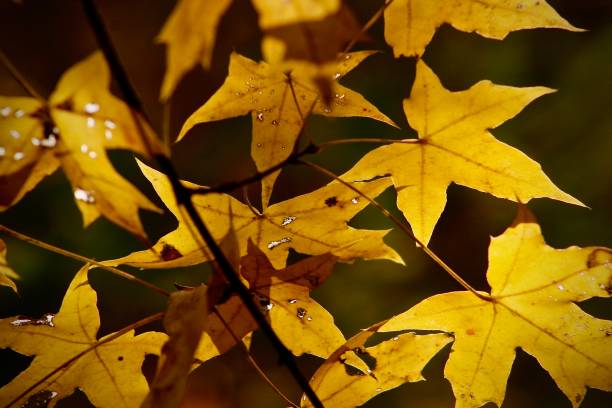 istock Autumn leaves turning golden 1249242848